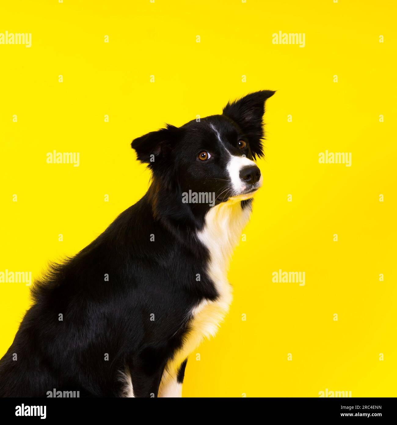 Cane Border Collie, 1-2 anni, su sfondo giallo e rosso Foto Stock