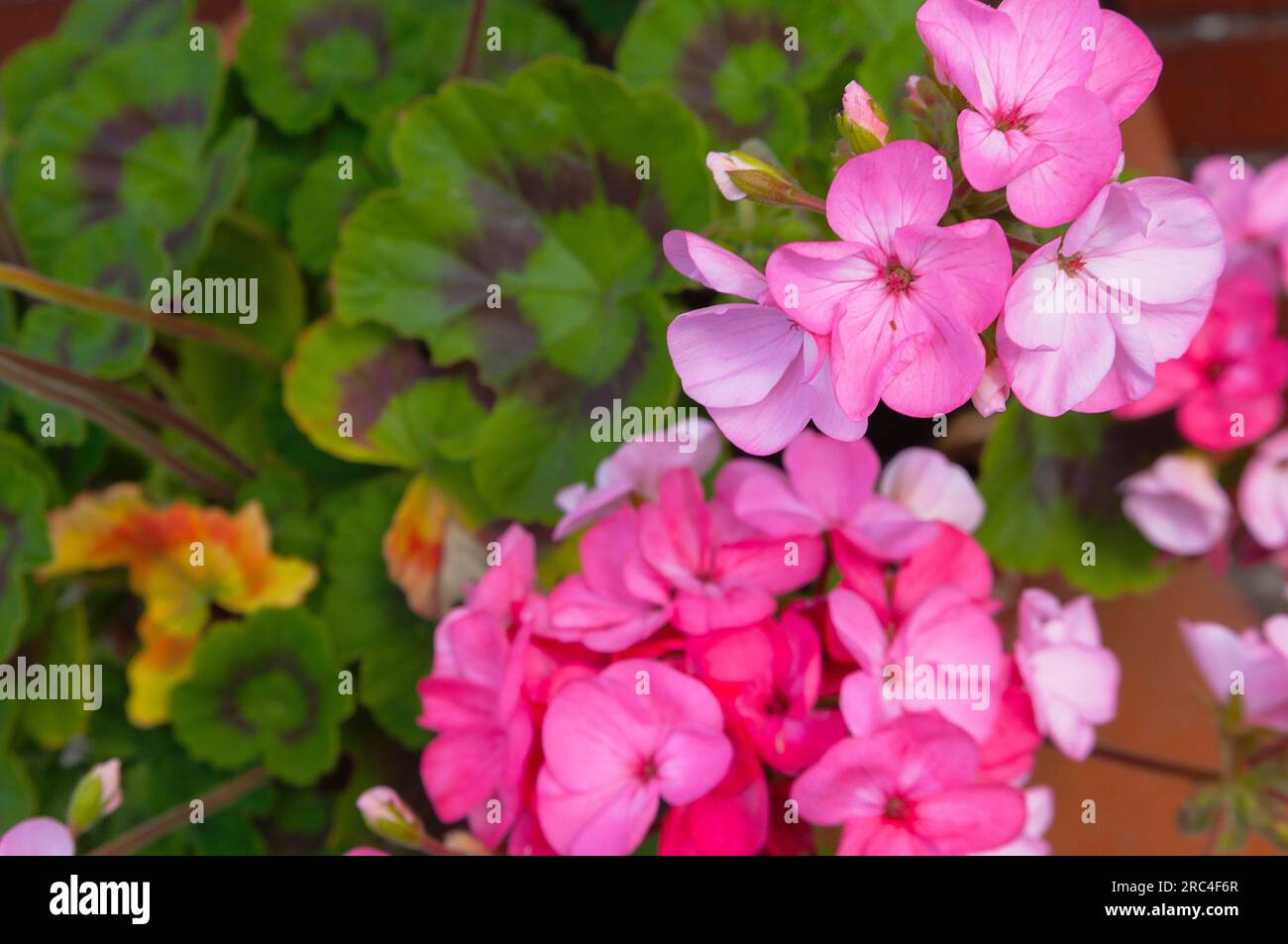 Flora, fiori, geranio rosa che cresce all'aperto in giardino. Foto Stock