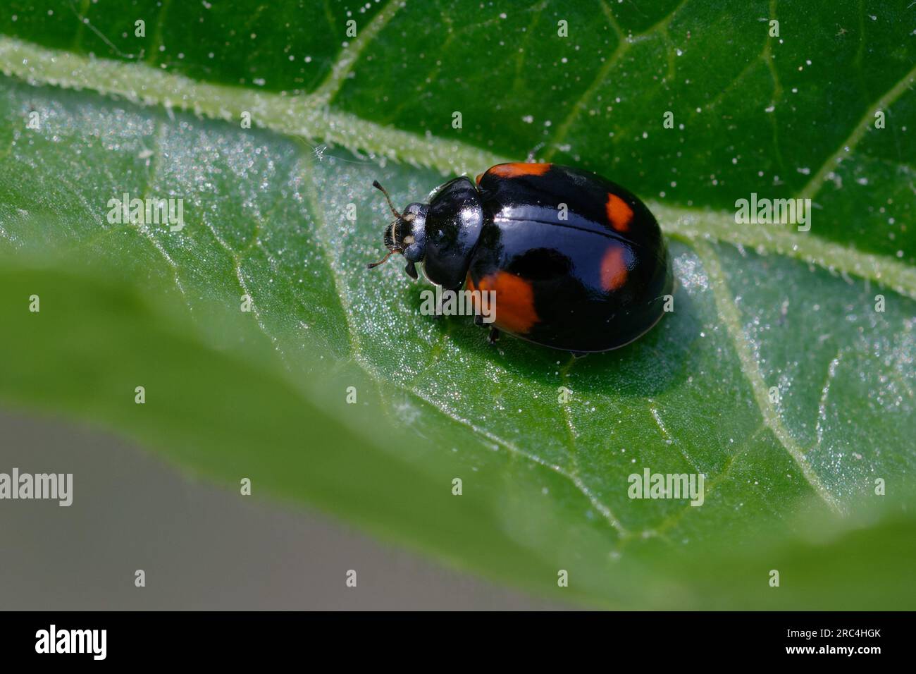 Adalia bipunctata (ladybird a due punti, ladybug a due punti o scarabeo da donna a due punti) Foto Stock