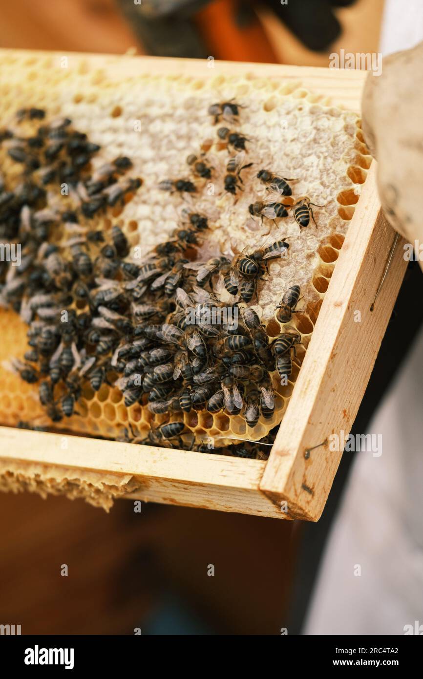 Closeup di struttura a nido d'ape con api trattenute da raccolto anonimo apicoltore in indumenti da lavoro protettivi durante la raccolta del miele in apiary Foto Stock