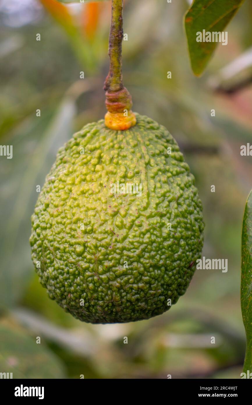 Primo piano dell'avocado verde fresco di Hass appeso agli alberi che crescono in un campo messicano naturale Foto Stock