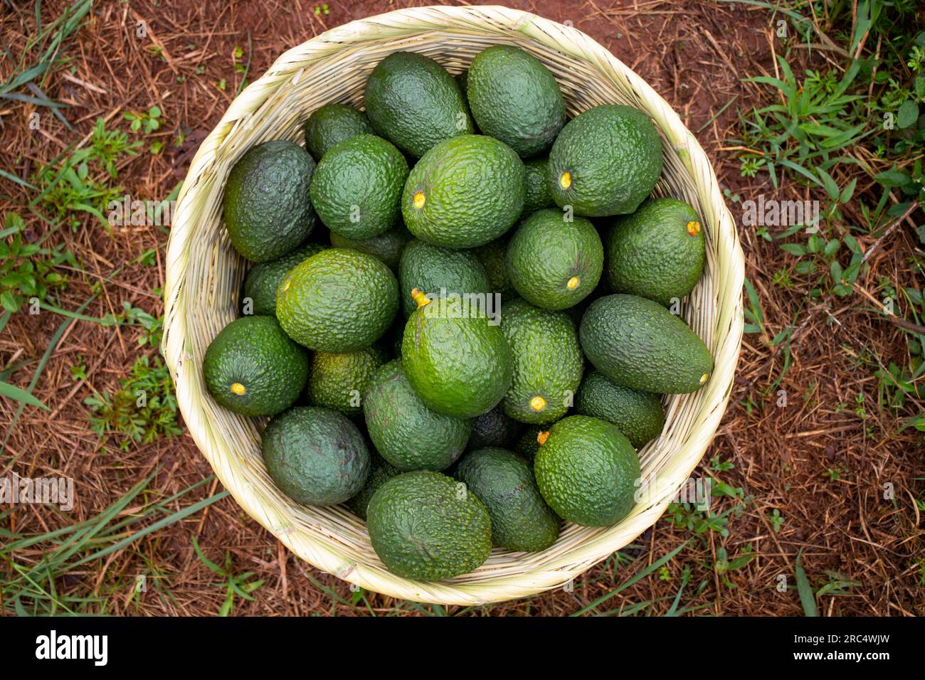 Vista dall'alto degli avocado verdi freschi di Hass raccolti in un cestino situato in un campo messicano naturale Foto Stock