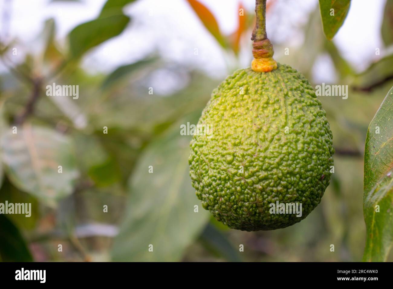 Primo piano dell'avocado verde fresco di Hass appeso agli alberi che crescono in un campo messicano naturale Foto Stock