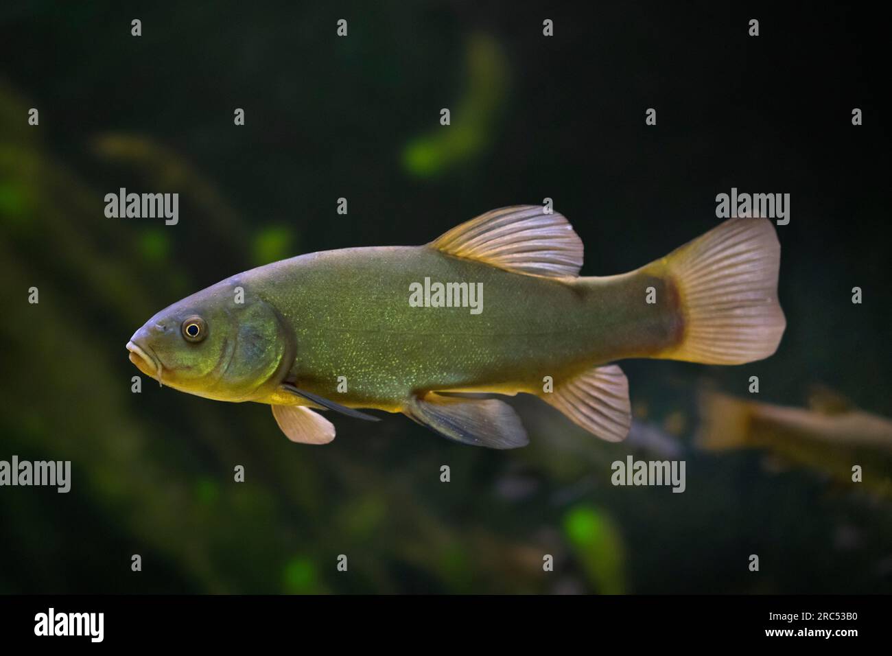 Tinca / pesce medico (Tinca tinca / Tinca aurea), salmastra e pesce d'acqua dolce nativo di tutta l'Eurasia Foto Stock