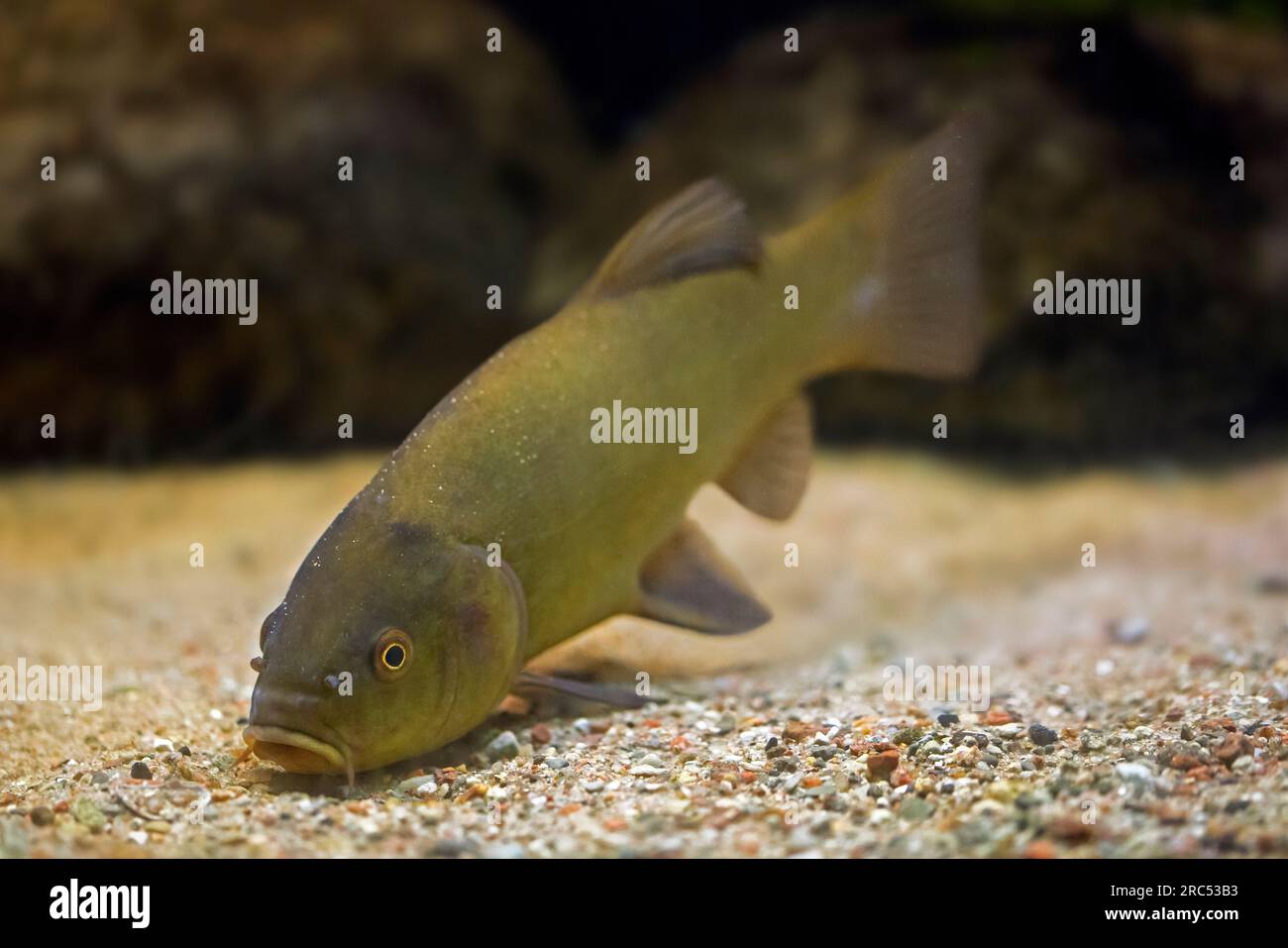 Tinca / pesce medico (Tinca tinca / Tinca aurea), salmastra e pesce d'acqua dolce nativo di tutta l'Eurasia Foto Stock