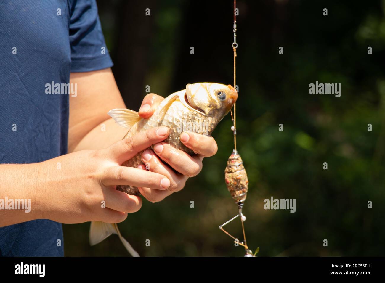 Ha catturato carpa di crociano nelle mani di un pescatore durante la pesca estiva, il pesce e il pescatore, la pesca Foto Stock