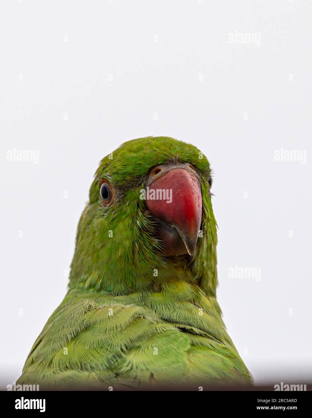 Parakeet con anelli di rosa da vicino Foto Stock