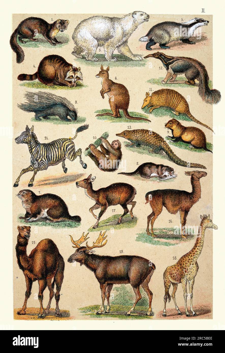 Illustrazione d'epoca di animali selvatici, 1 martora d'albero, 2 lontre, 3 Badger, 4 Racoon, 5 orsi polari, 6 canguri giganti, 7 marmotte, 8 porcospini, 9 criceti, 10 Foto Stock