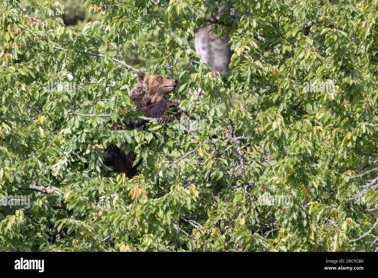 L'orso marsicano si nutre di ciliegio sopra l'albero. Foto Stock