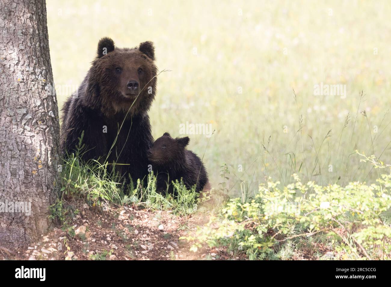 Orso marsicano con cucciolo Foto Stock