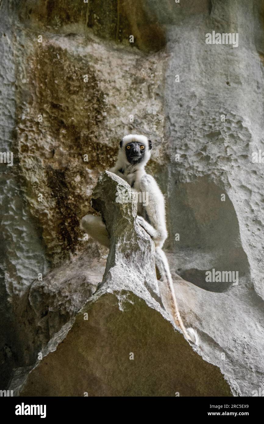 Sifaka Lemur, Reserva Natural de Tsingy de Bemaraha, Madagascar Foto Stock