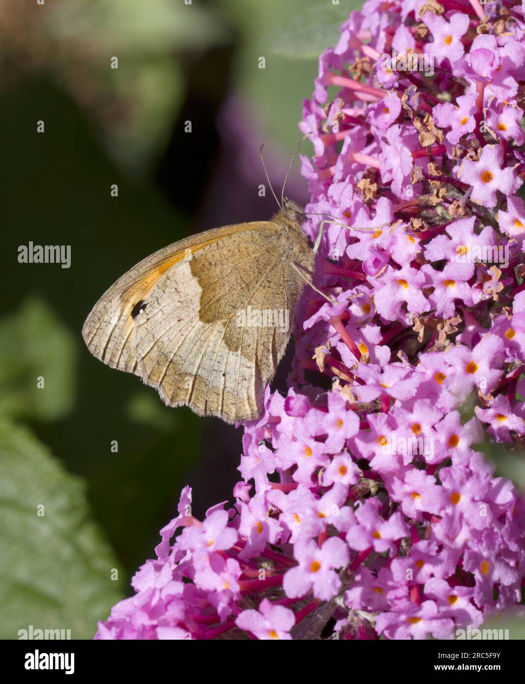 Small Heath Butterfly Foto Stock