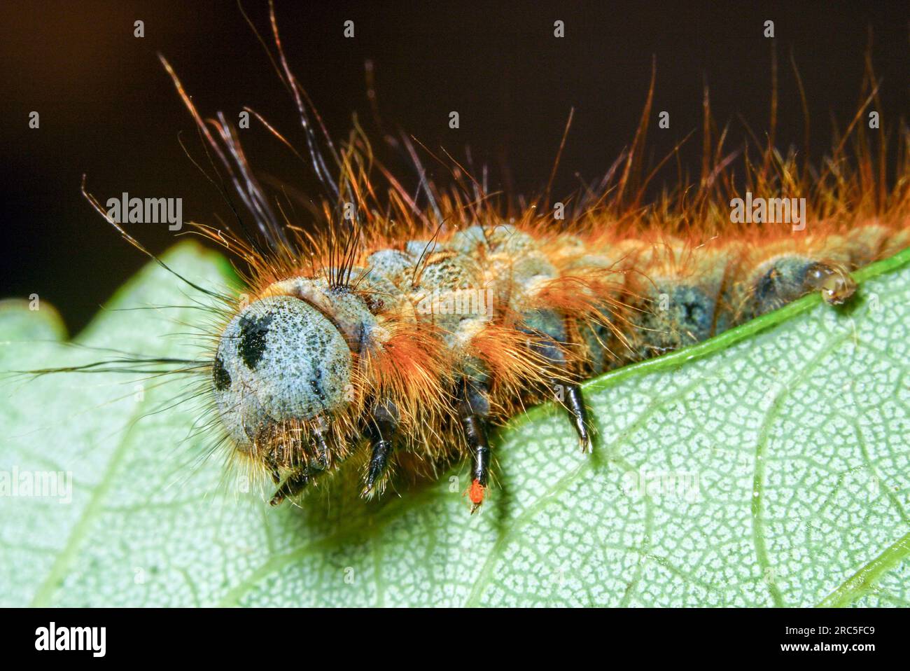 Lackey Moth Caterpillar Carry Parasite on the Leave at Hartland Devon Heritage Coast 9 - 12 Foto Stock