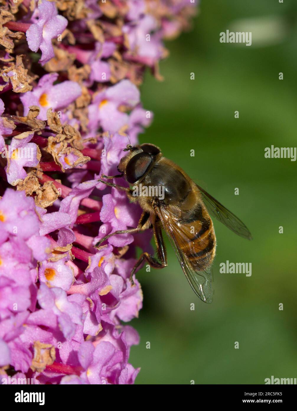 Myathropa Florae Hoverfly Foto Stock