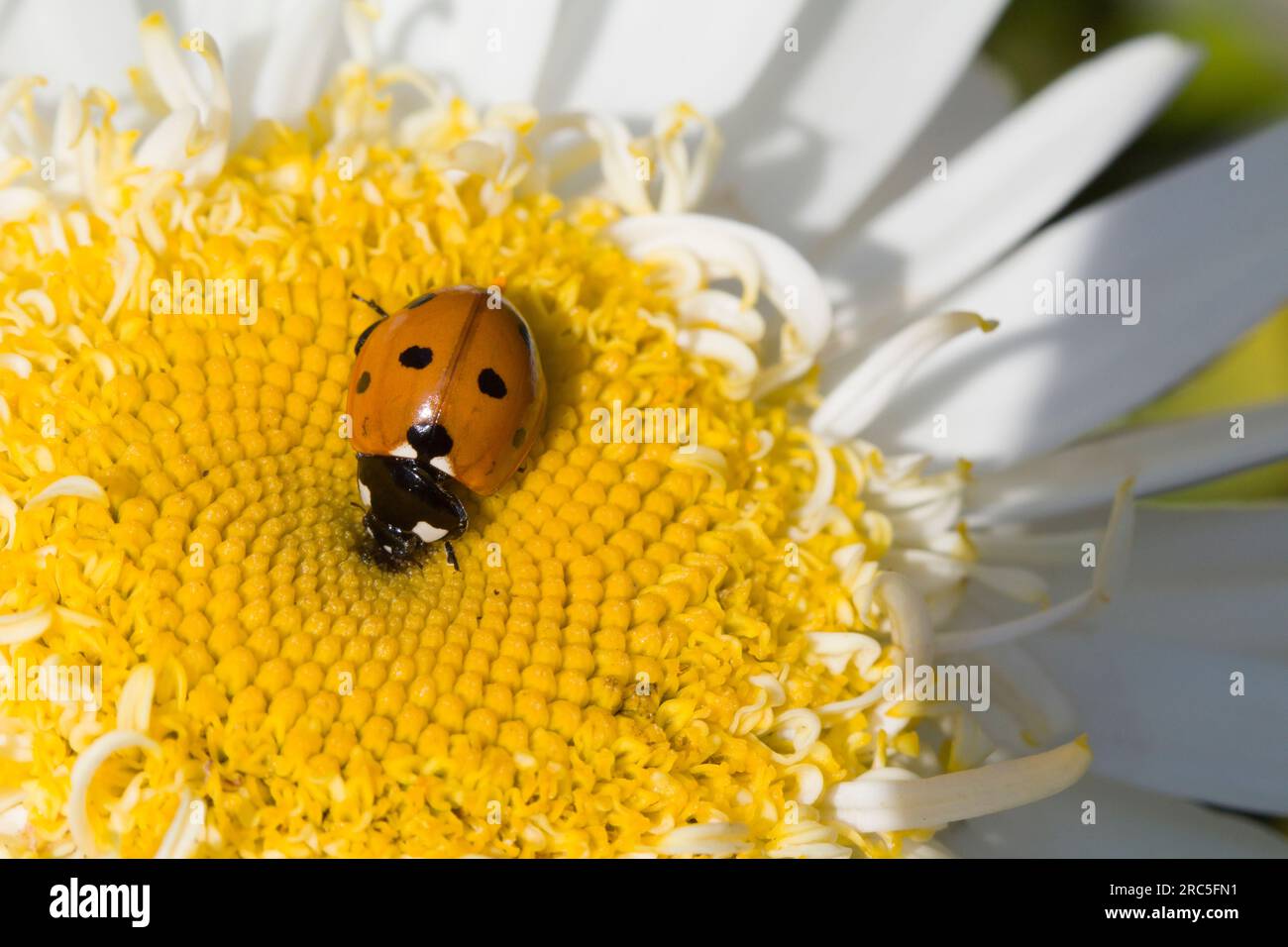 7 individua Ladybird su Leucanthemum Flower Head Foto Stock