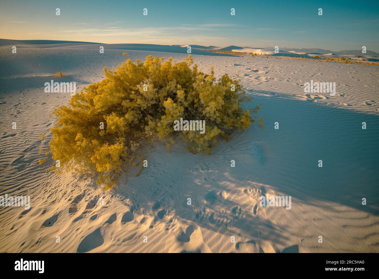 White Sands in Morning Light | White Sands National Park, New Mexico, USA Foto Stock