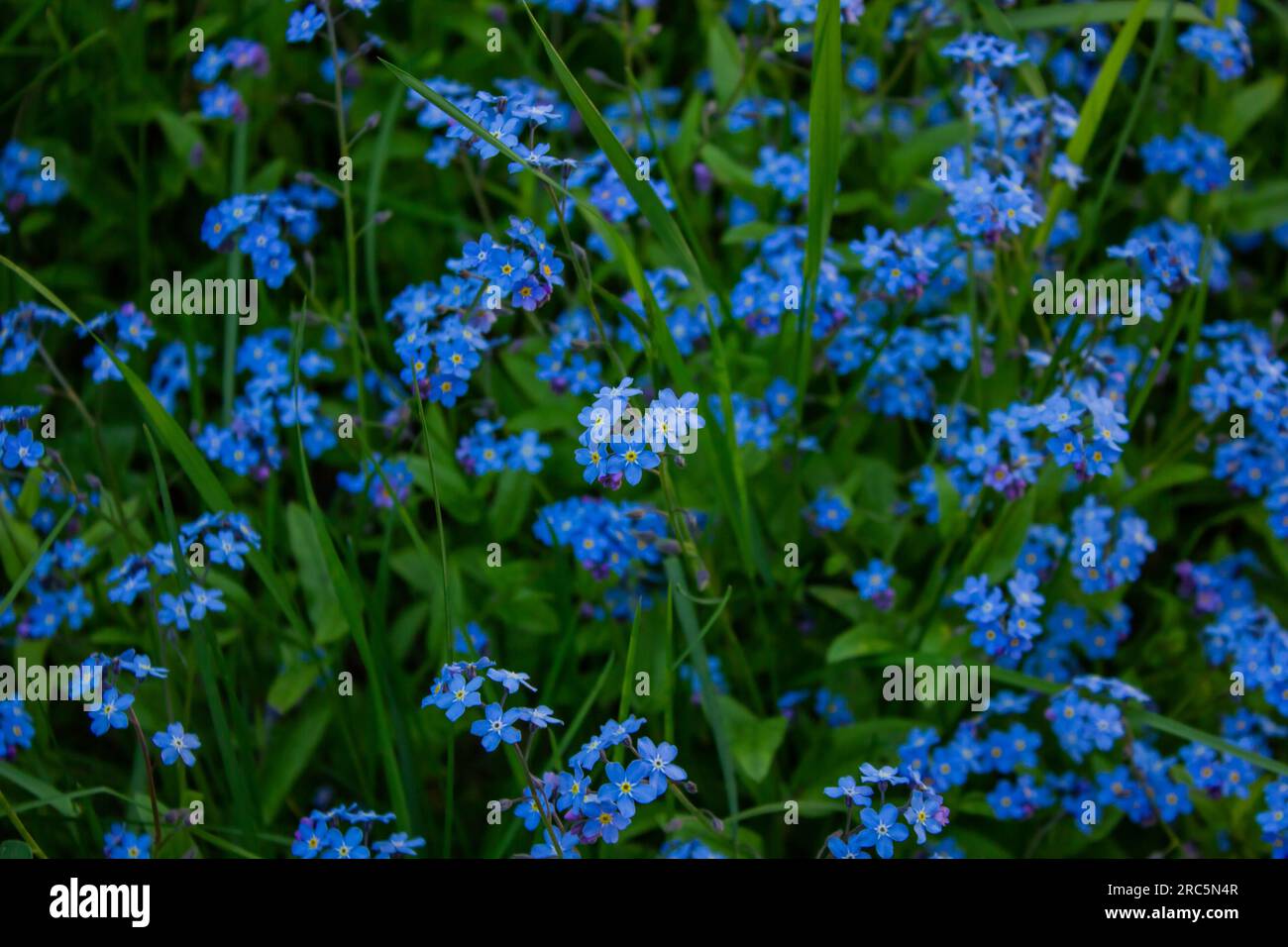 Dimenticami, non fiorire con foglie verdi brillanti. Fiori blu su sfondo verde. Fiori fioriti sfondo naturale Foto Stock