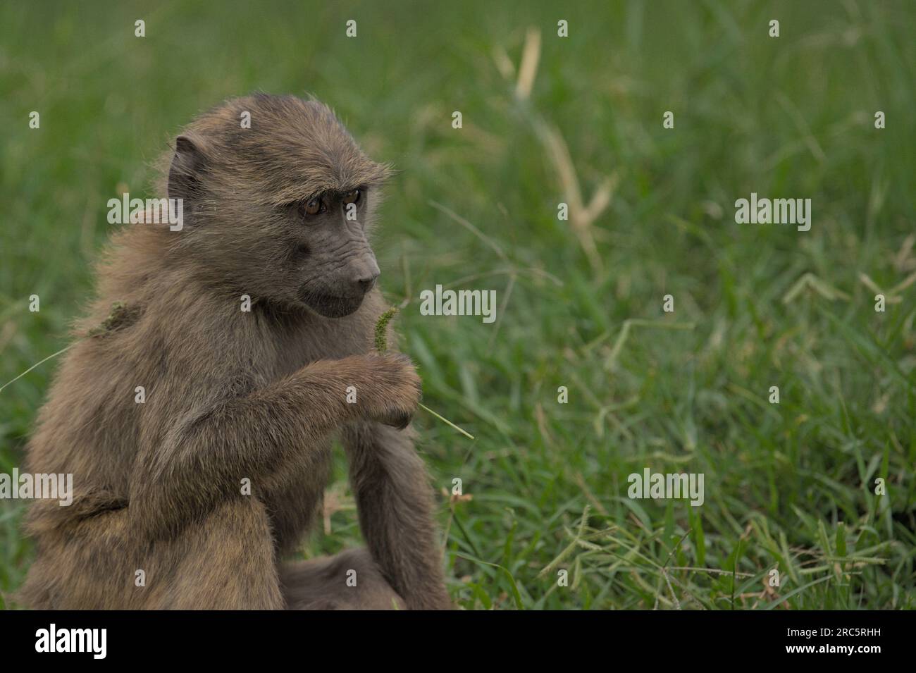 Scimmia seduta nell'erba pensando al senso di vivere nel Parco Nazionale di Nakuru, Kenya, Africa Foto Stock