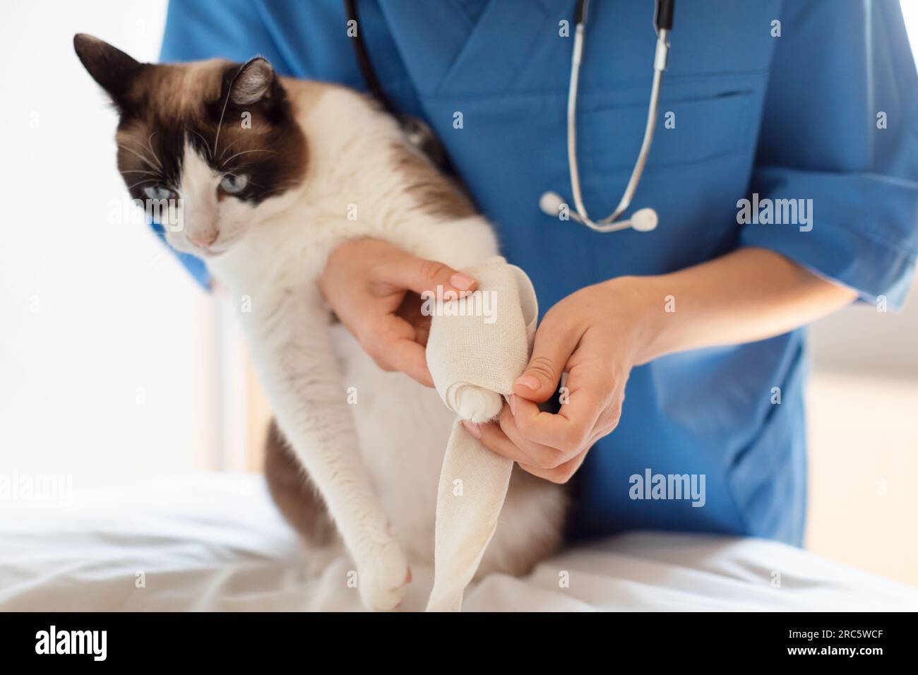 Shot ritagliato di veterinario trattamento animale domestico applicazione benda medica interno Foto Stock