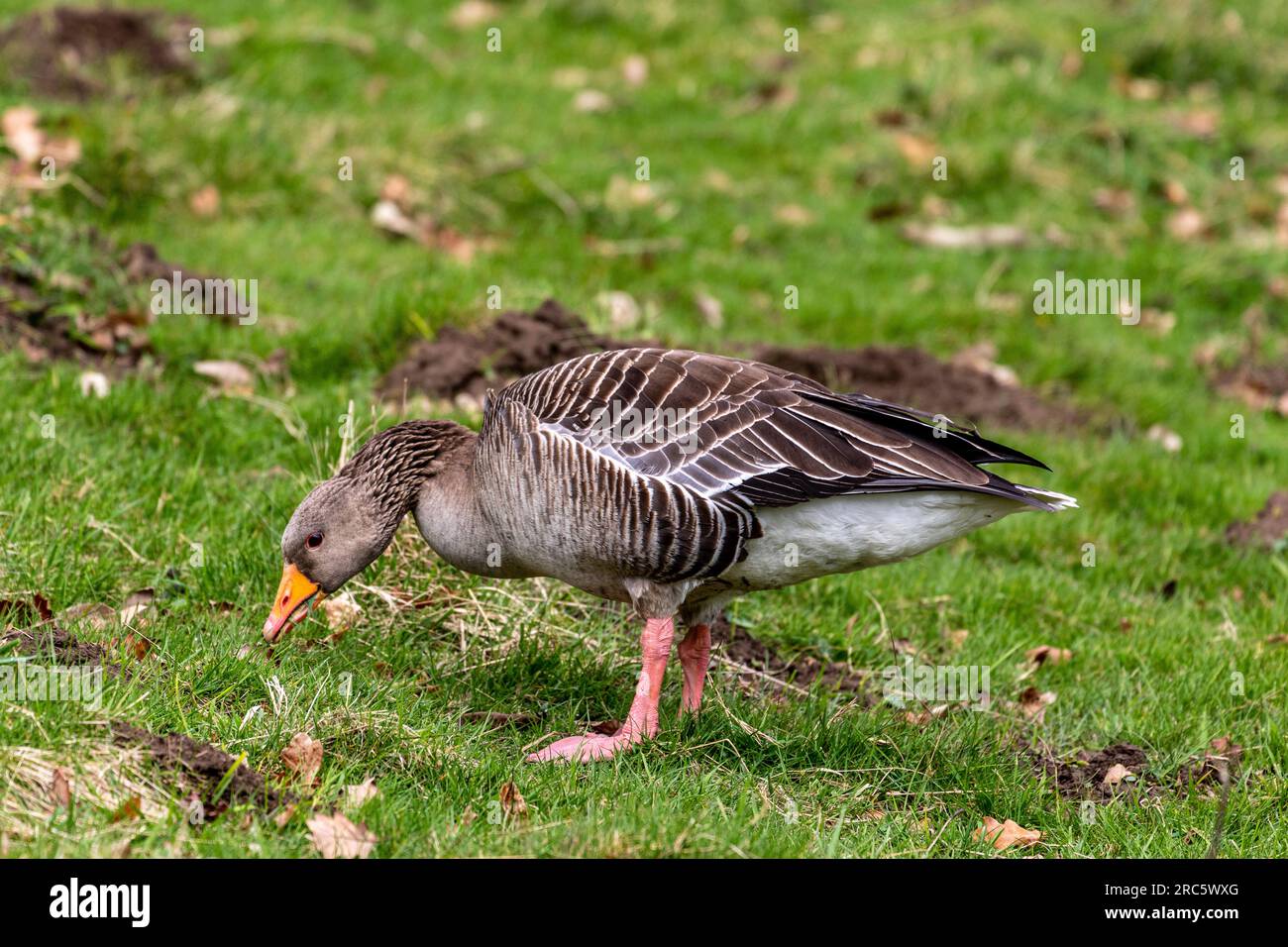 Splendida foto scattata degli uccelli e degli animali Foto Stock