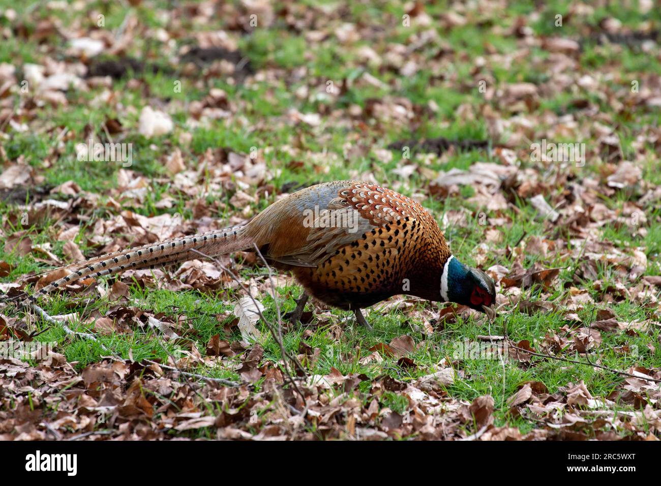 Splendida foto scattata degli uccelli e degli animali Foto Stock