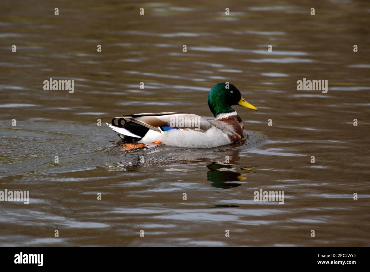 Splendida foto scattata degli uccelli e degli animali Foto Stock