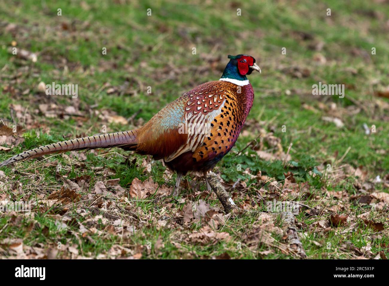 Splendida foto scattata degli uccelli e degli animali Foto Stock