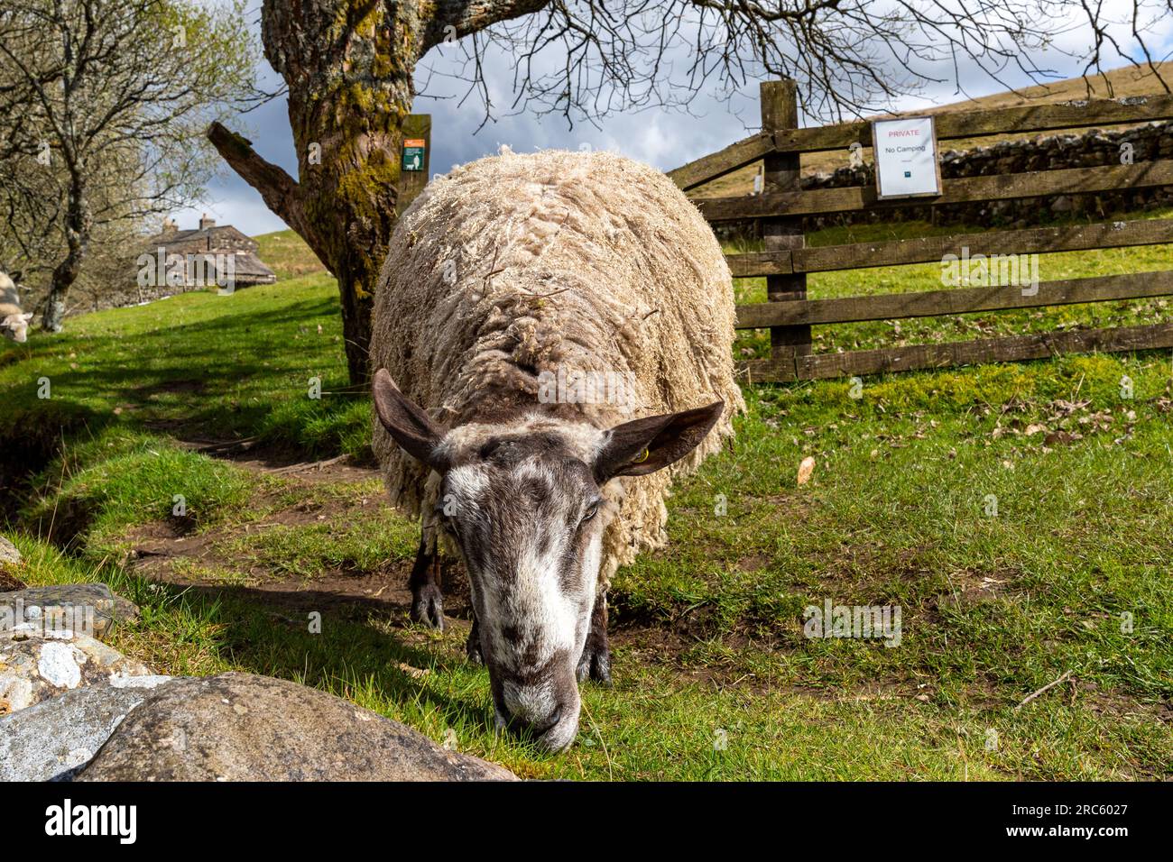 Splendida foto scattata agli animali e alla fauna selvatica Foto Stock