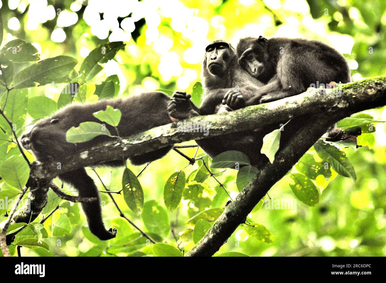 Macachi crestati (Macaca nigra) fai un pisolino su un albero mentre si fermano dal foraggio nella riserva naturale di Tangkoko, Sulawesi settentrionale, Indonesia. Il cambiamento climatico e le malattie sono minacce emergenti per i primati, E circa un quarto delle gamme dei primati ha temperature superiori a quelle storiche, ha scritto un team di scienziati guidati da Miriam Plaza Pinto (Departamento de Ecologia, Centro de Biociências, Universidade Federal do Rio grande do Norte, Natal, RN, Brasile) nel loro rapporto scientifico pubblicato su Nature. Foto Stock