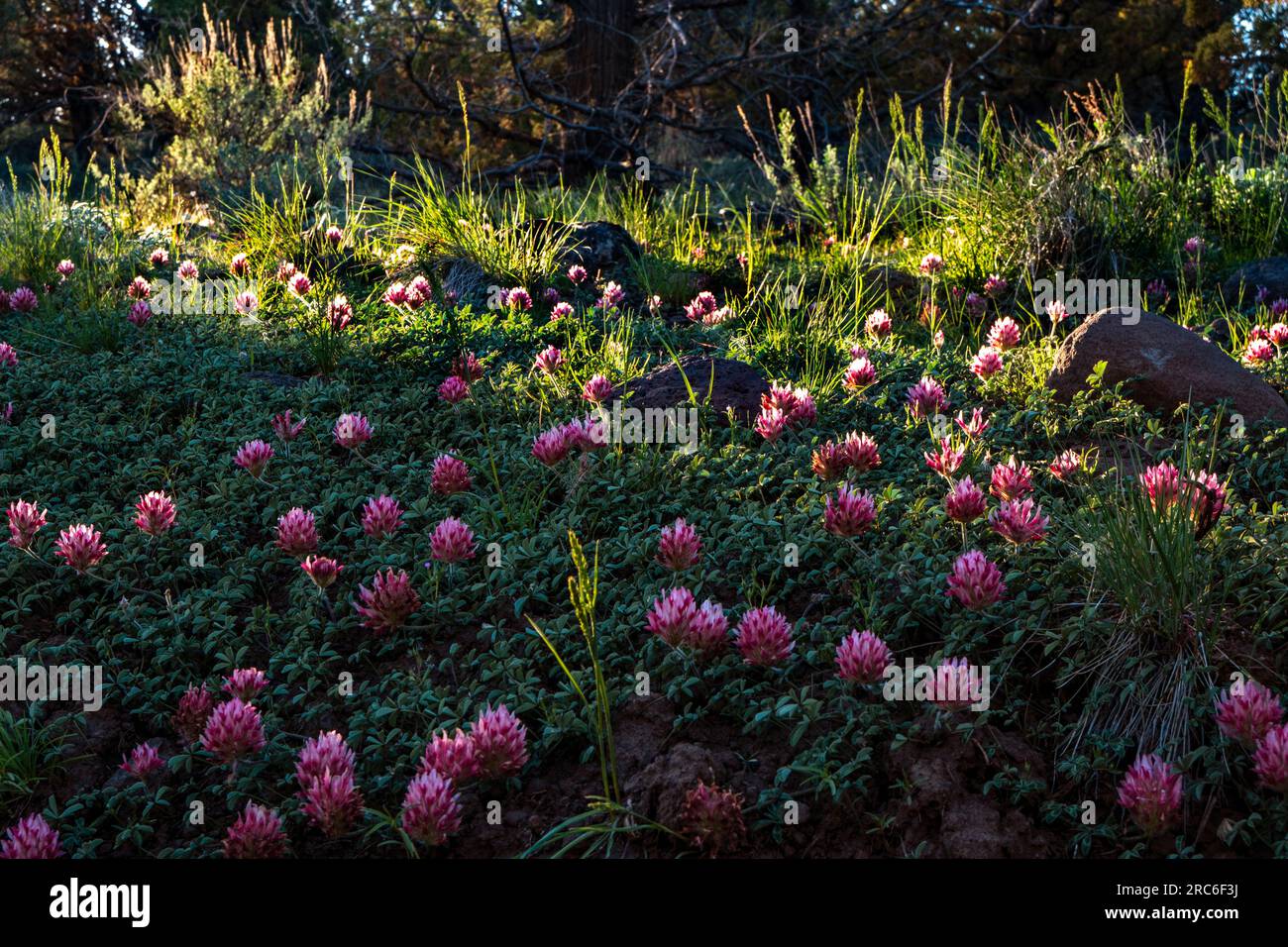 Un tappeto di trifoglio a testa grande (Trifolium macrocephalum) nella foresta di ginepro vicino alla gola del fiume Little Blitzen. Foto Stock