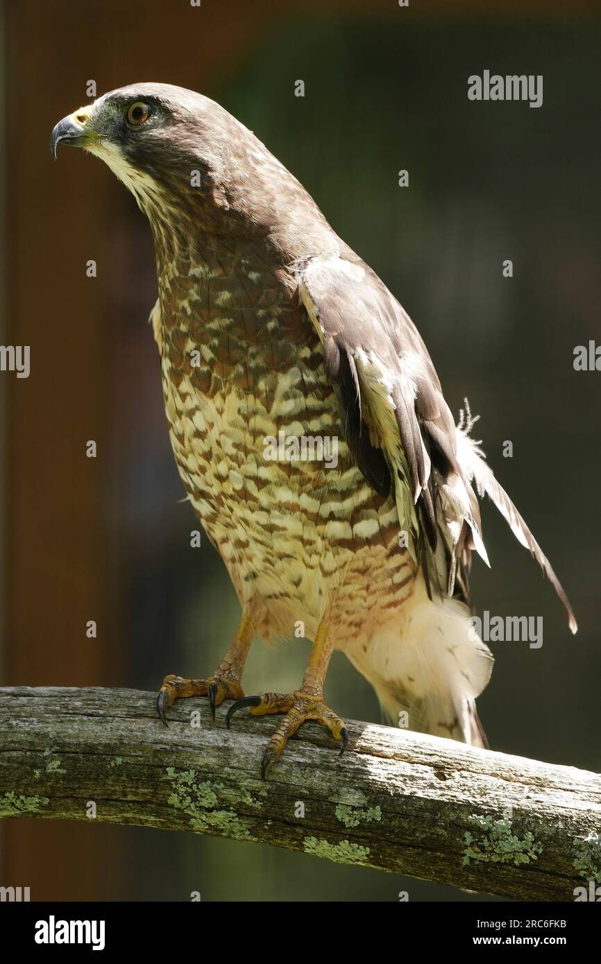Falco dalle ali larghe seduto su un ramo d'albero. Foto Stock