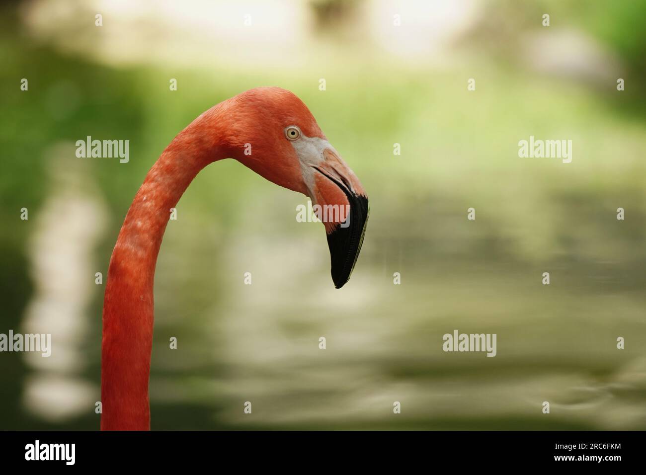 Flamingo in uno zoo. Foto Stock