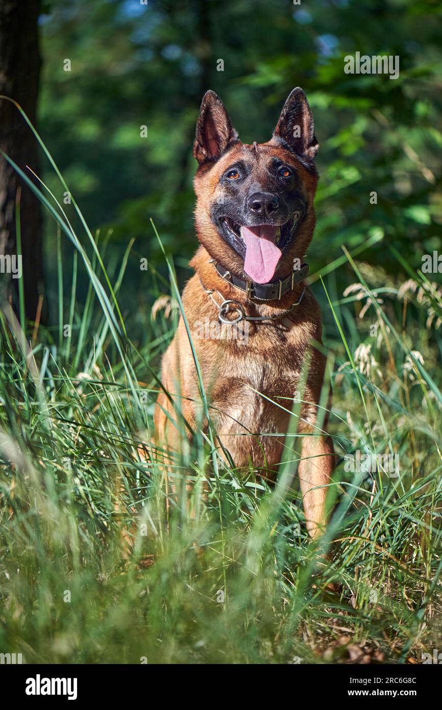Ritratto di un cane belga Malinois Shepherd seduto sull'erba Foto Stock