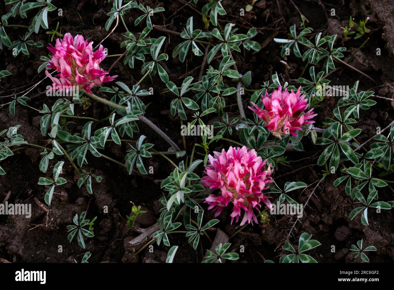 Big Head Clover sulla Steens Mountain. Oregon Foto Stock