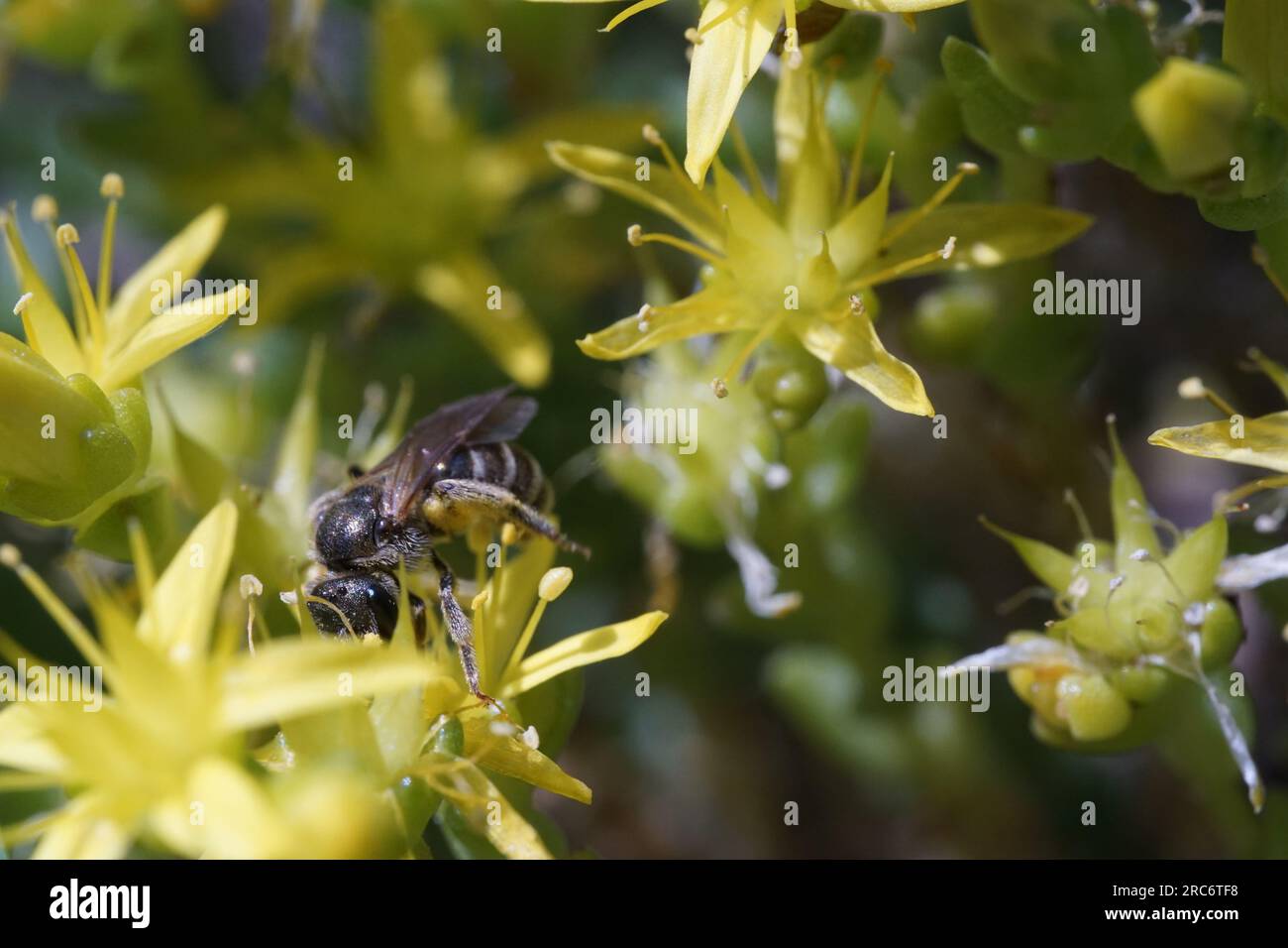 Api sudore (Halictus ligatus) su scopa muschiata (Sedum acre) Foto Stock