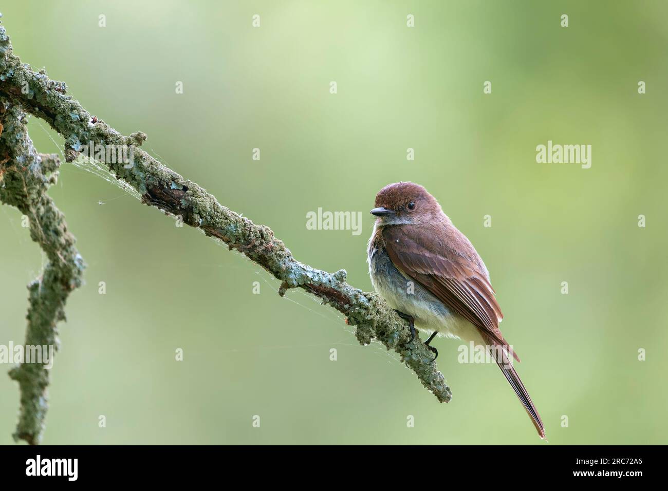 phoebe orientale (Sayornis phoebe). Chesapeake e Ohio Canal National Historical Park. Maryland. USA Foto Stock