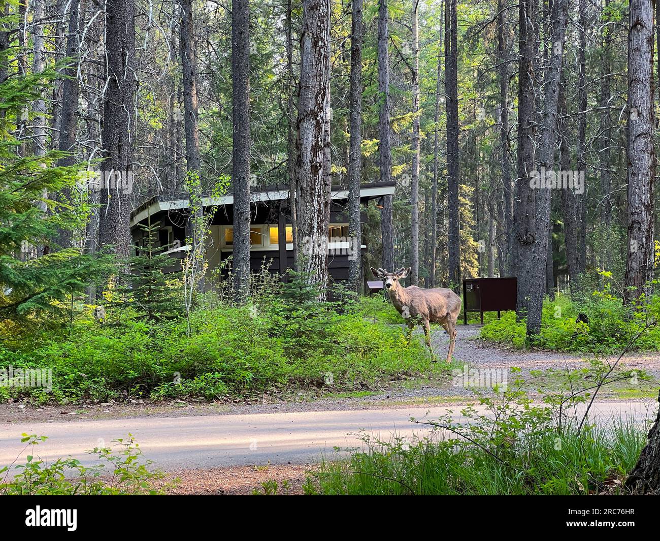 West Glacier, MT USA - 19 maggio 2023: Un cervo a piedi attraverso Apgar Campground nel Glacier National Park vicino a West Glacier, MT. Foto Stock