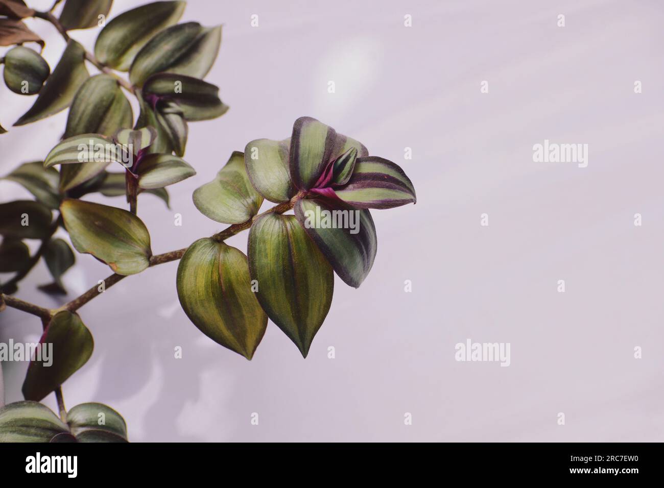 Wandering jew una pianta al coperto Foto Stock