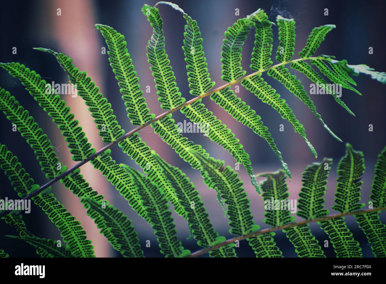 Fern, un impianto al coperto Foto Stock