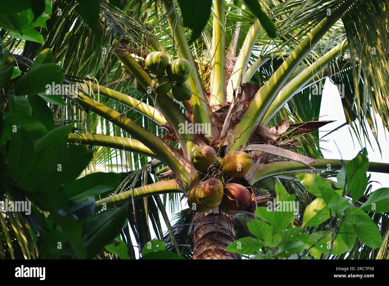 Albero di cocco pieno di frutta Foto Stock