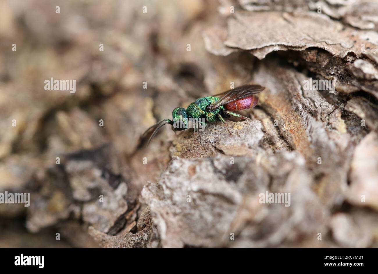 Una vespa dalla coda di rubino, Chrysididae, che riposa su un tronco d'albero nel bosco. Foto Stock
