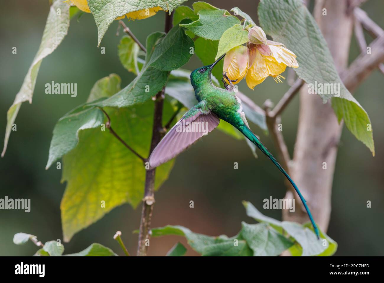 Sylph dalla coda lunga, Observatorio de aves El Roble, Caldas, Colombia, novembre 2022 Foto Stock