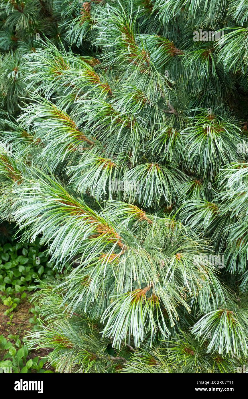Pinus foliage, pino giapponese, albero, pino bianco Hakkoda, Pinus x hakkodensis Foto Stock