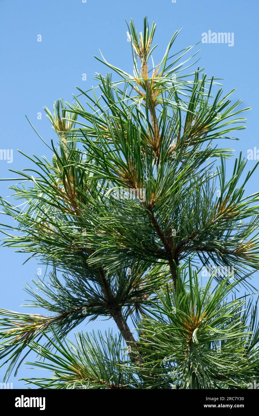 Pino coreano, Pinus koraiensis "Shibamichi", Pineneedles Foto Stock