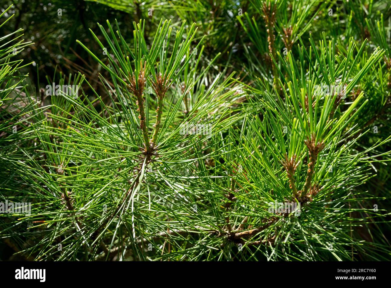 Pino rosso giapponese Pinus densiflora "Tanyosho Compacta" Foto Stock