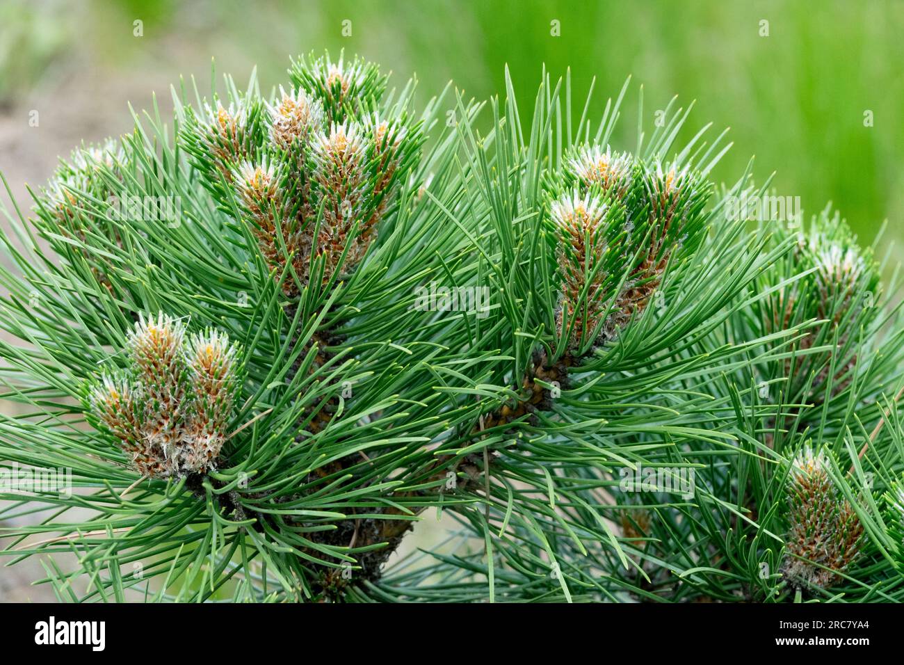 European Black Pine, Pinus nigra "Helga" Foto Stock