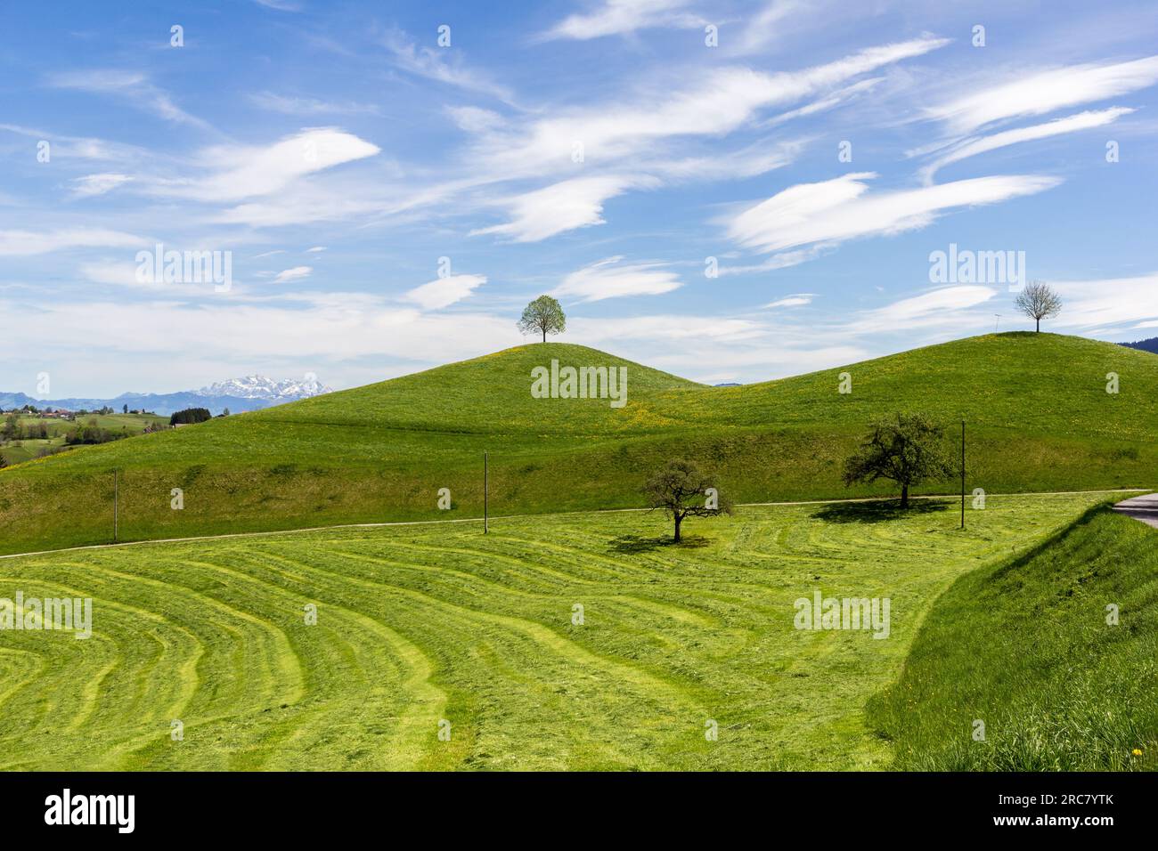 Colline di Drumlin con alberi sotto il cielo blu in estate Foto Stock