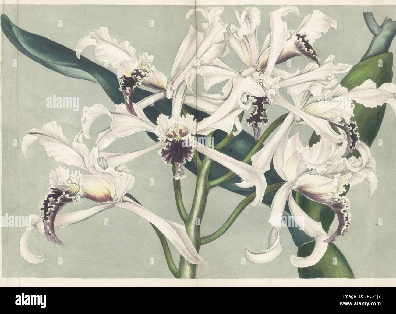 Orchidea cattleya arricciata con petali, Cattleya crispa. Nativo del Brasile, inviato da Rio de Janeiro dall'ufficiale britannico Sir Henry Chamberlain nel 1826. Litografia a mano da Joseph Paxton's Magazine of Botany, and Register of Flowering Plants, volume 4, Orr and Smith, Londra, 1837. Foto Stock