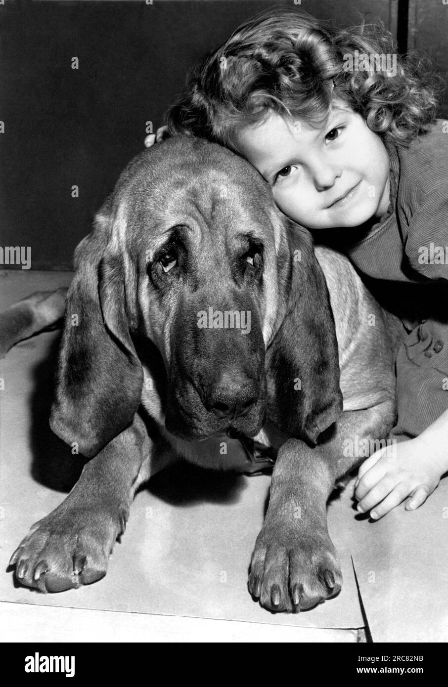 New York, New York: 1947. Una bambina dà un abbraccio a Ramapo, un cane di sangue entrato nell'annuale Westminster Kennel Club Dog Show al Madison Square Garden. Foto Stock