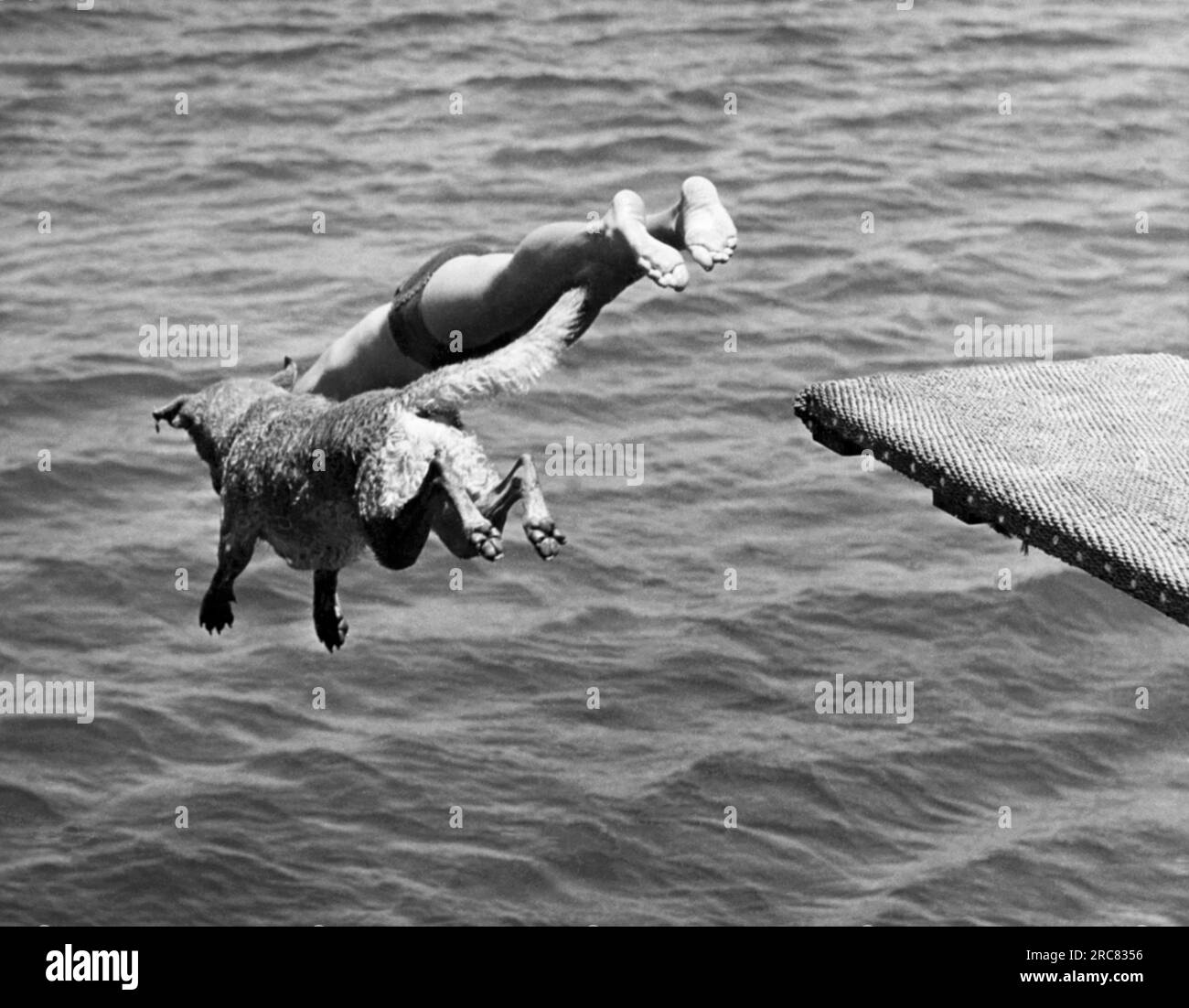 San Diego, California: 23 luglio 1940. Un ragazzo e il suo Chesapeake Bay Retriever si tuffano insieme dal trampolino sull'isola di Brennan al San Diego Rowing Club. Foto Stock